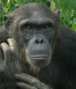 Chimp Asega at Ngamba Island