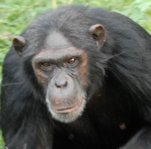 chimp becky