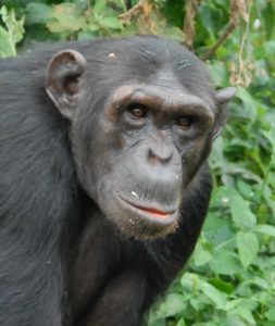 Chimp Billi at Ngamba Island sanctuary