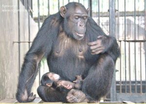 Baby girl chimp at Ngamba