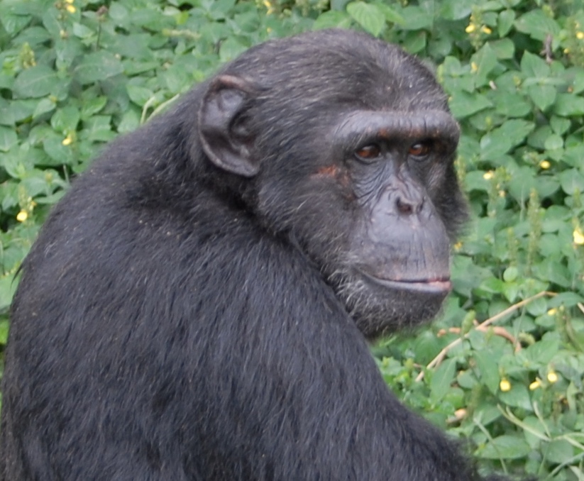 It's dangerous being a Chimpanzee - Chimpanzee TrustChimpanzee Trust