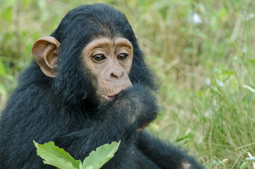 Ngamba Island Chimpanzee Sanctuary