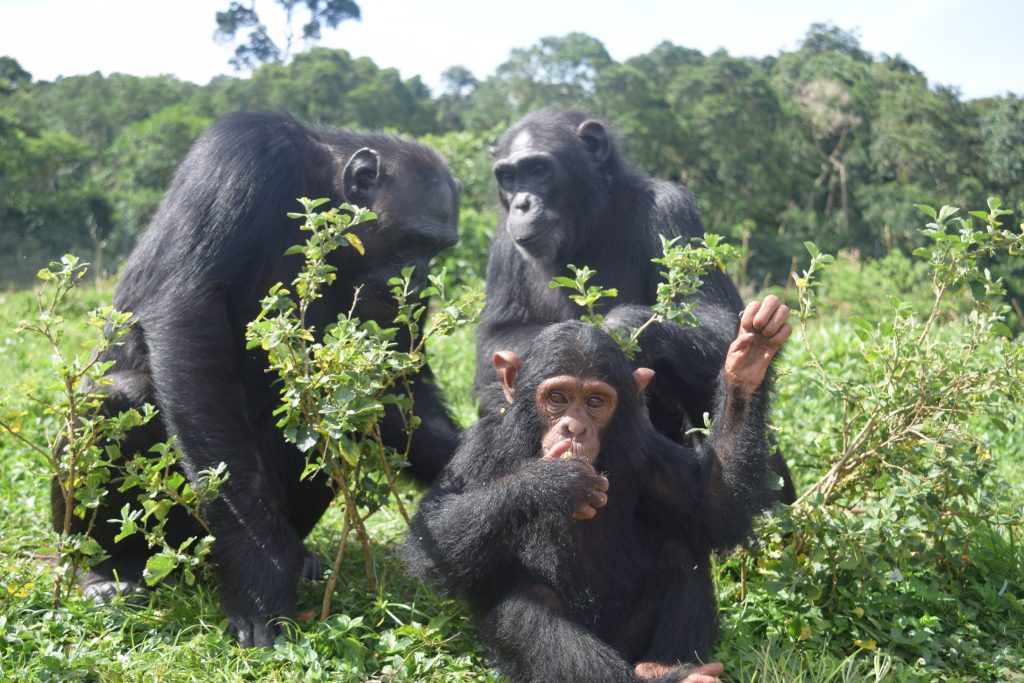 eazy with other chimps