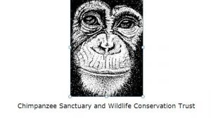 chimp logo 1