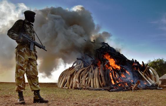ivory burn