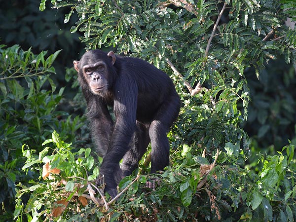 chimps island activities