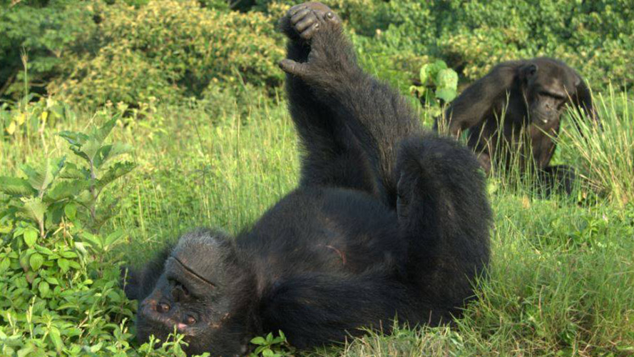 Chimps at the Sanctuary