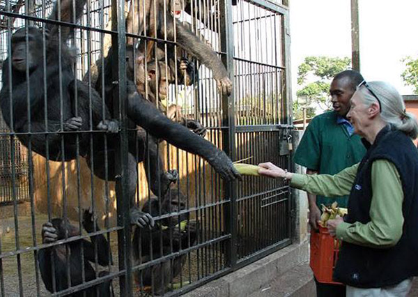 Jane Goodall