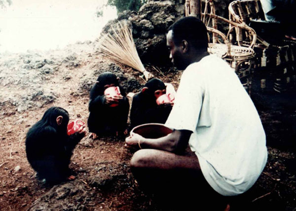 Morris cares for first chimps, 1998