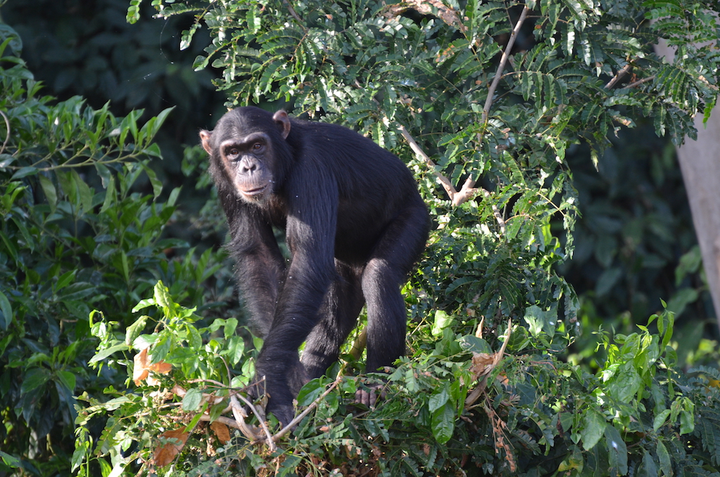 Wild chimpanzees lost in Hoima District, Western Uganda