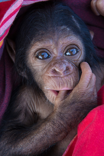 Afrika’s baby boy a bouncing joy