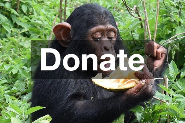 Donation to Ngamba Island