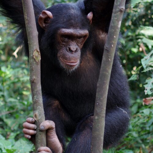 chimp Afrika