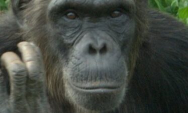Chimp Asega at Ngamba Island