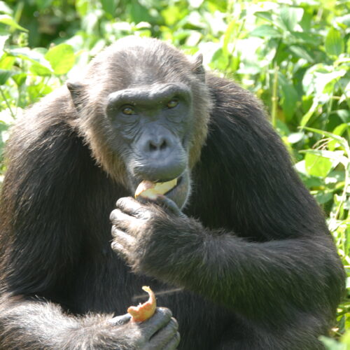 Chimp Bahati