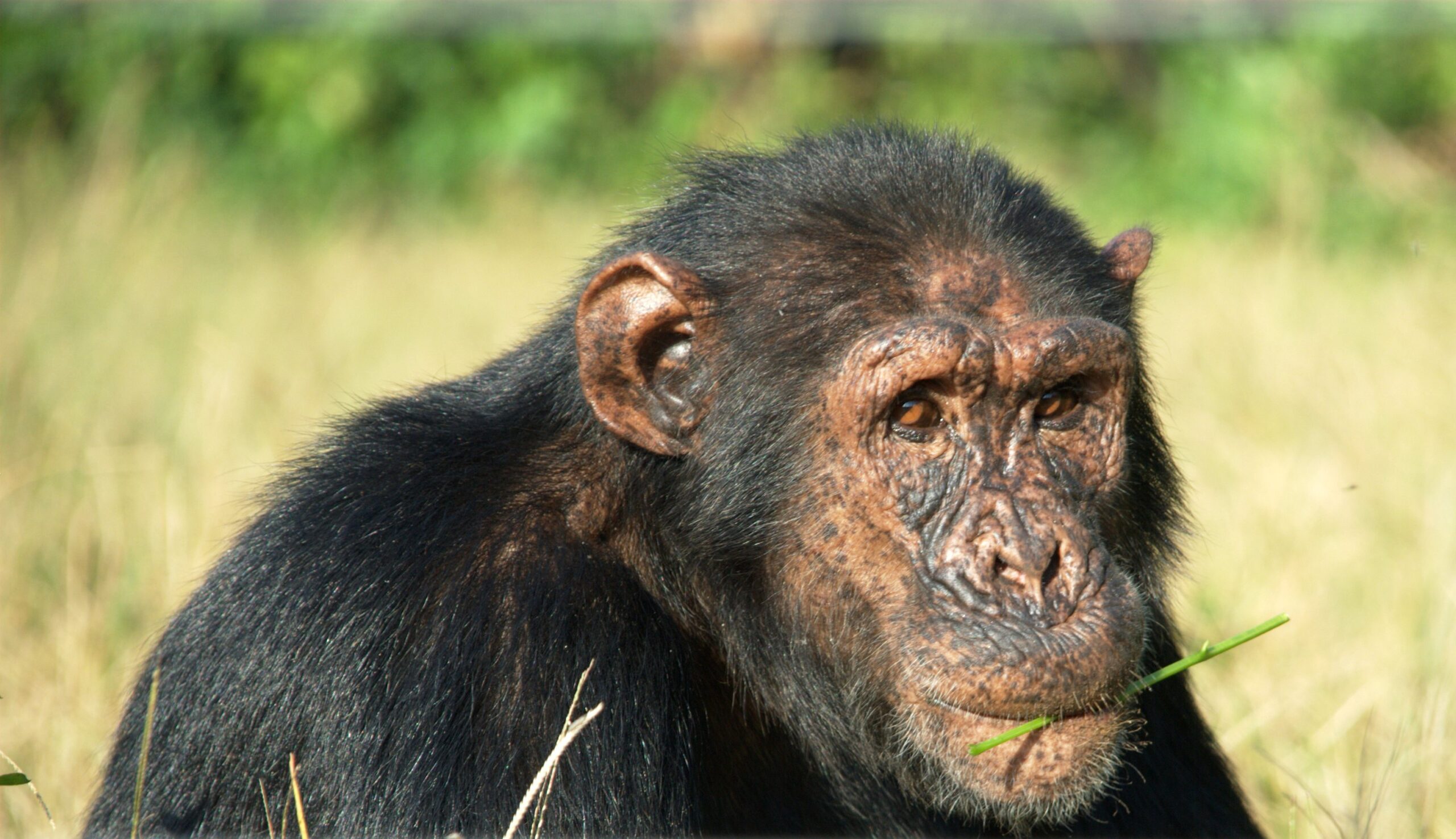 A Bullied Chimpanzee!