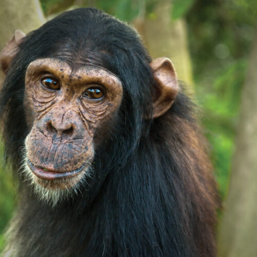 chimp Baron
