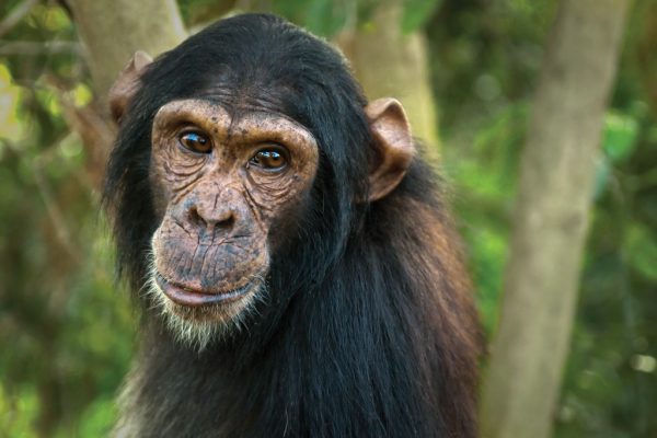 chimp Baron