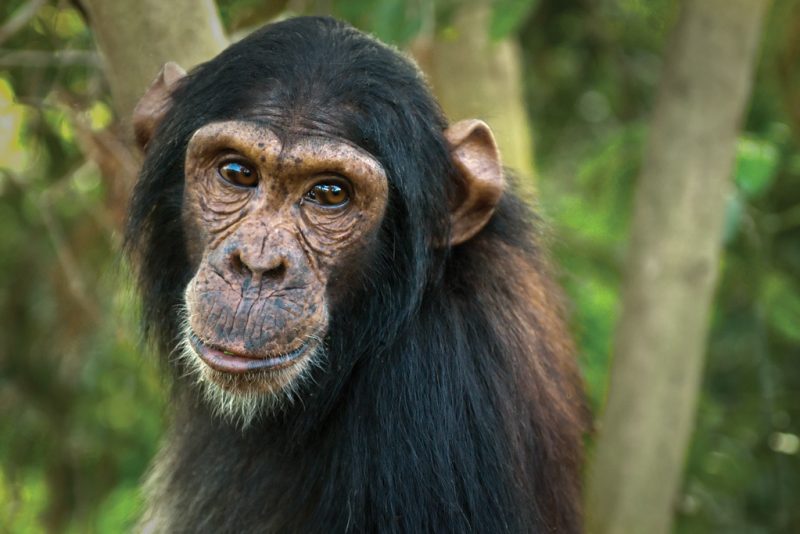 Chimps at Ngamba Island - Chimpanzee TrustChimpanzee Trust