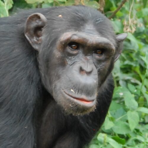 Chimp Billi at Ngamba Island sanctuary