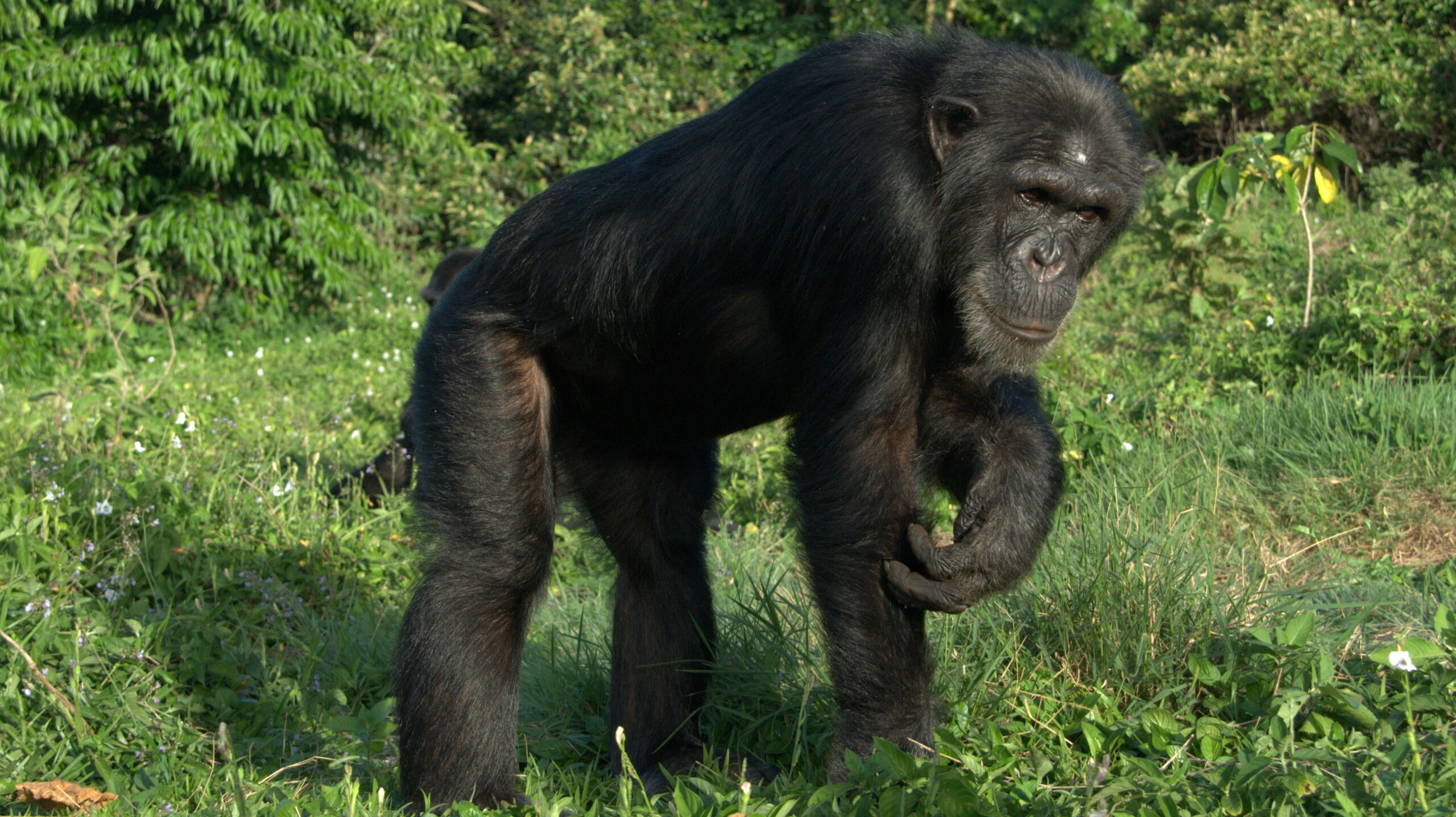The Bullied Chimpanzees