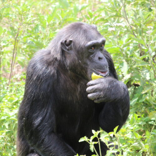 Chimp Katie