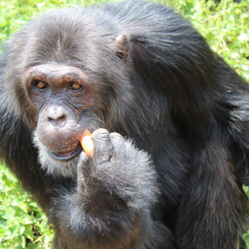 chimp eddy