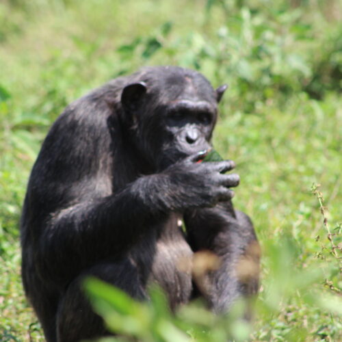 chimp Natash