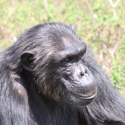 chimp bahati at ngamba