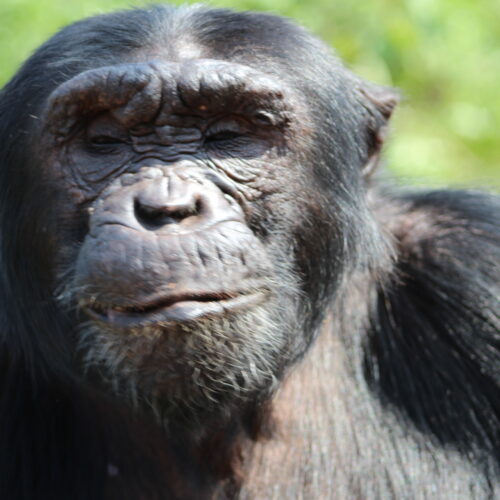 chimp kisembo