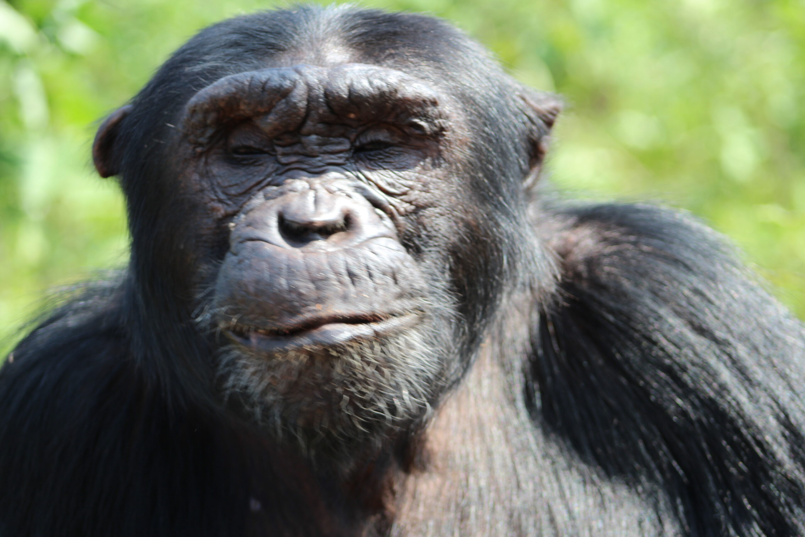 Meet Chimp Kisembo