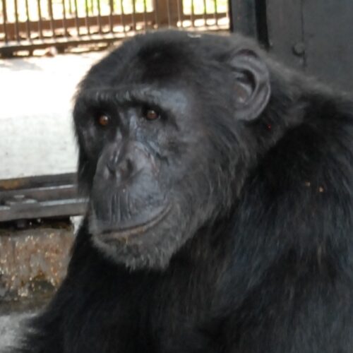 Chimp Mawa