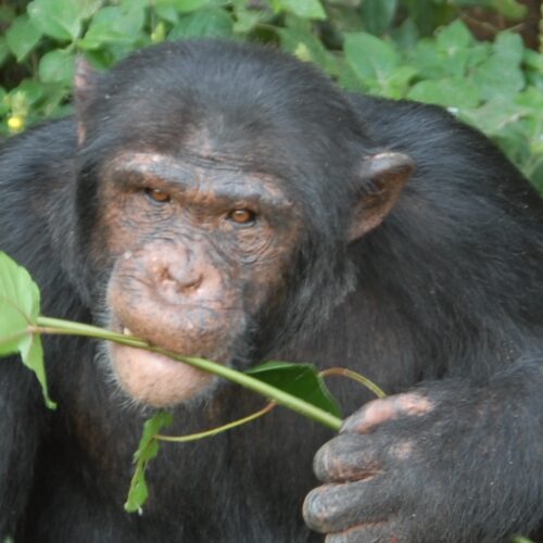Chimp Okech