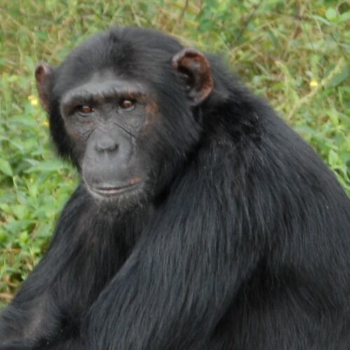 chimp pasa