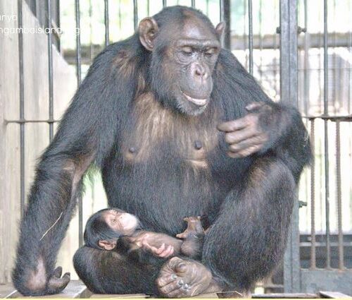 Baby girl chimp at Ngamba