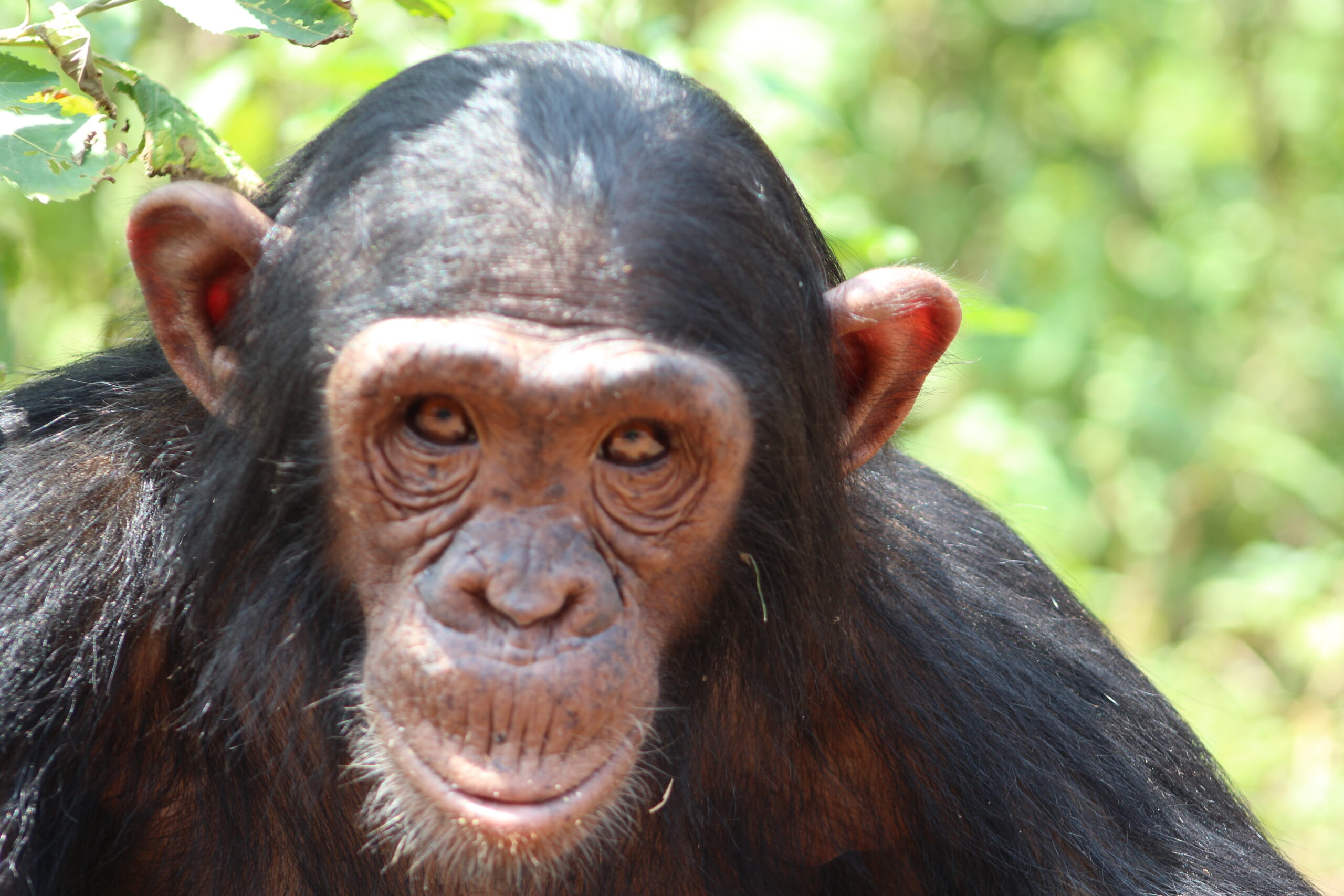 Sara Ngamba Island’s Diva