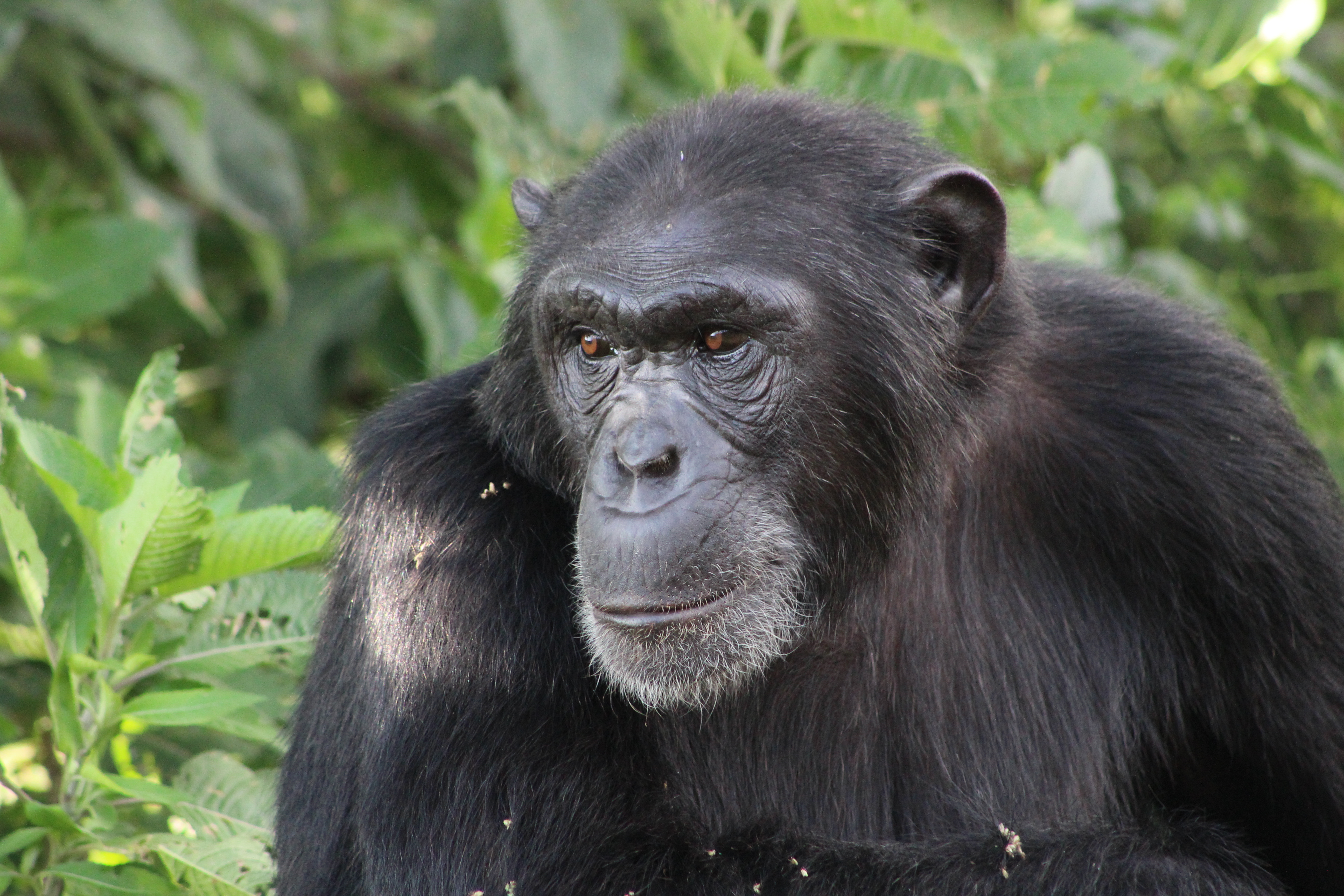 female chimpanzee