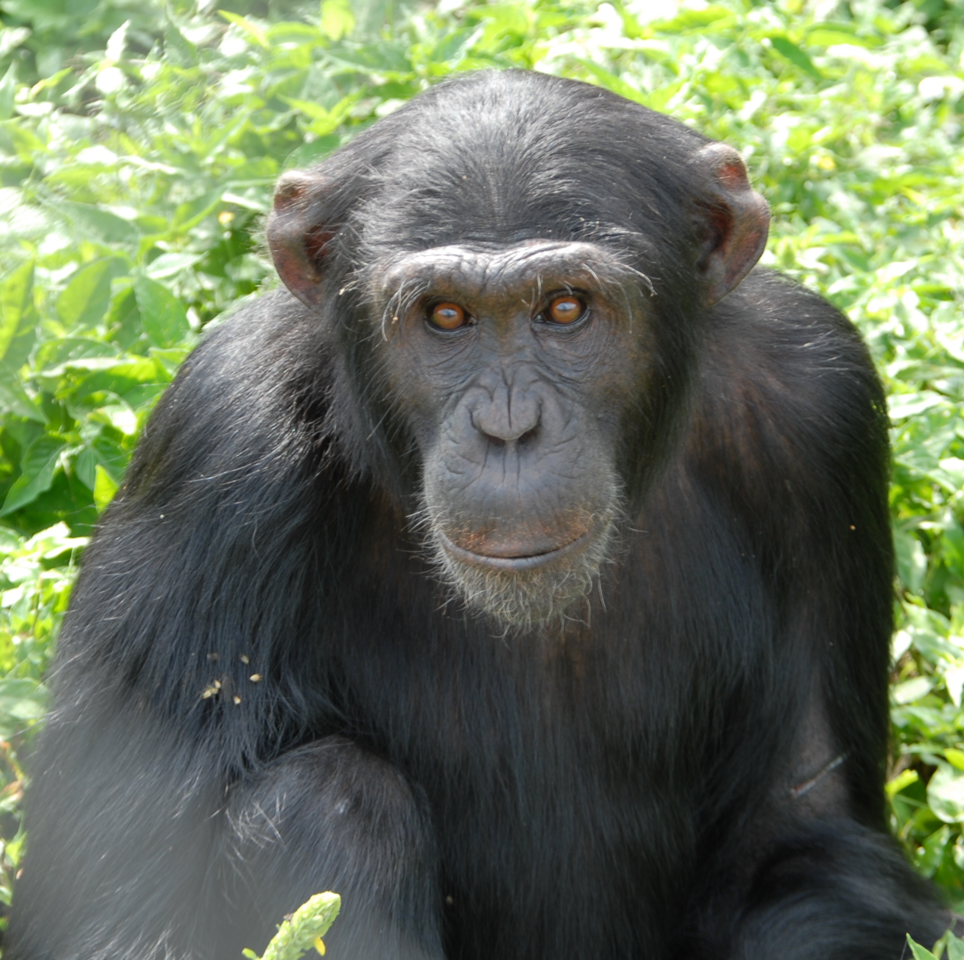 Ngamba Islands Kungfu Chimpanzee