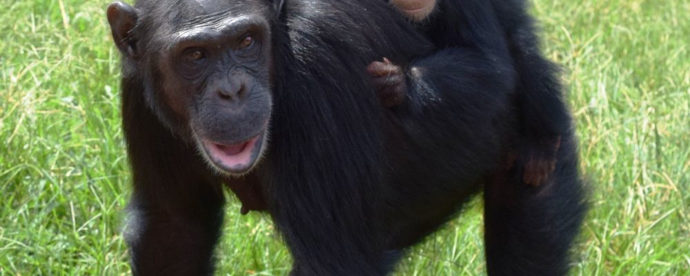 Baby Chimp Integration and Kyewunyo's return to forest - Chimpanzee  TrustChimpanzee Trust