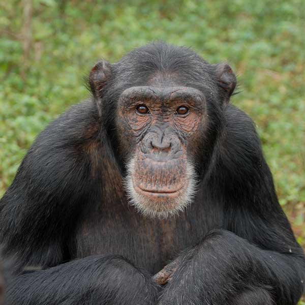 Namukisa - Chimpanzee TrustChimpanzee Trust