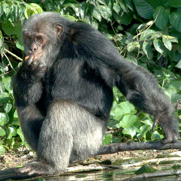 Meet Tumbo the grey haired Chimpanzee