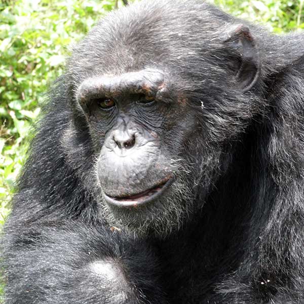 Umutama - Chimpanzee TrustChimpanzee Trust