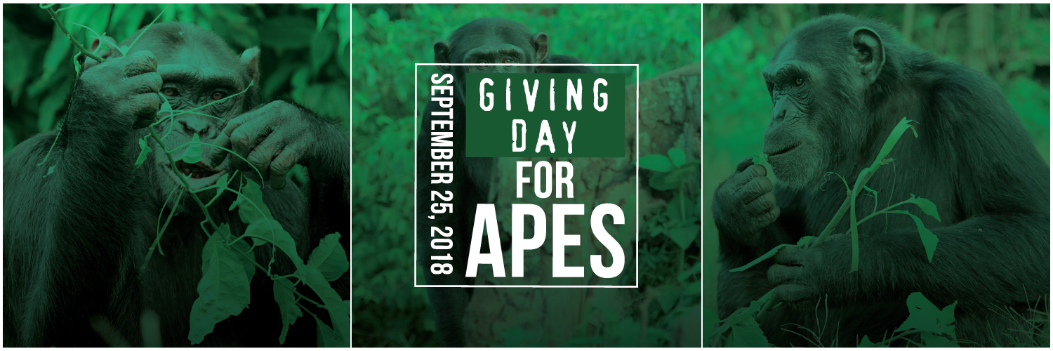 Ape Giving Day 2018