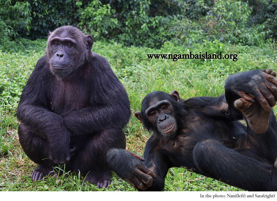 Check out the latest from Ngamba Island Chimpanzee Sanctuary