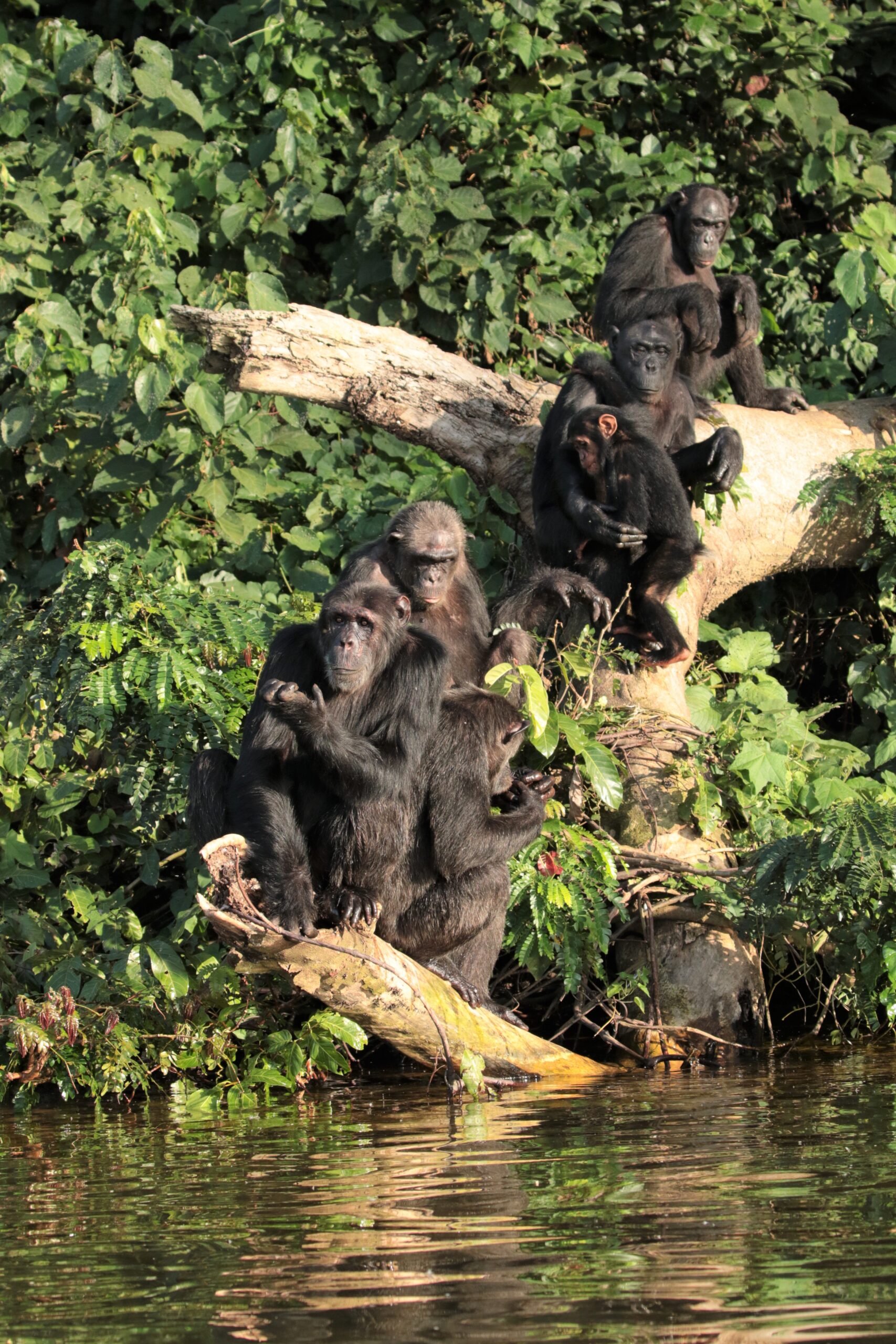 Why choose to visit Ngamba Island Chimps?