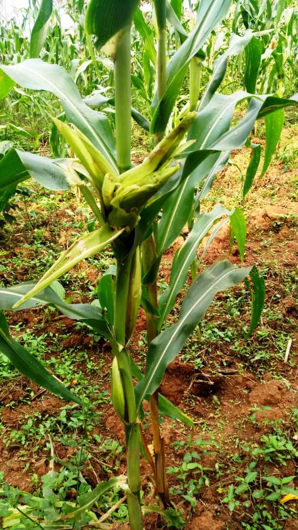 Maize plant