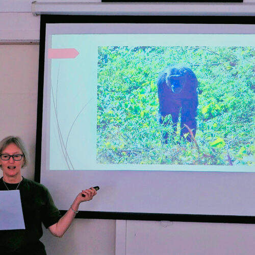 ALYSON BAKER'S TESTIMONY WITH NGAMBA CHIMPS