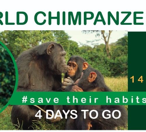 world chimpanzee day
