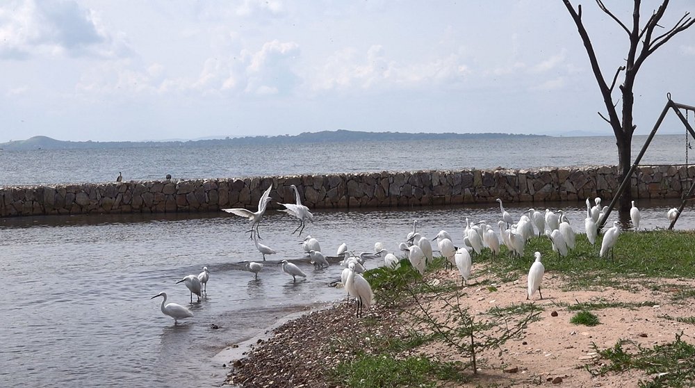 Ngamba Island School Visit