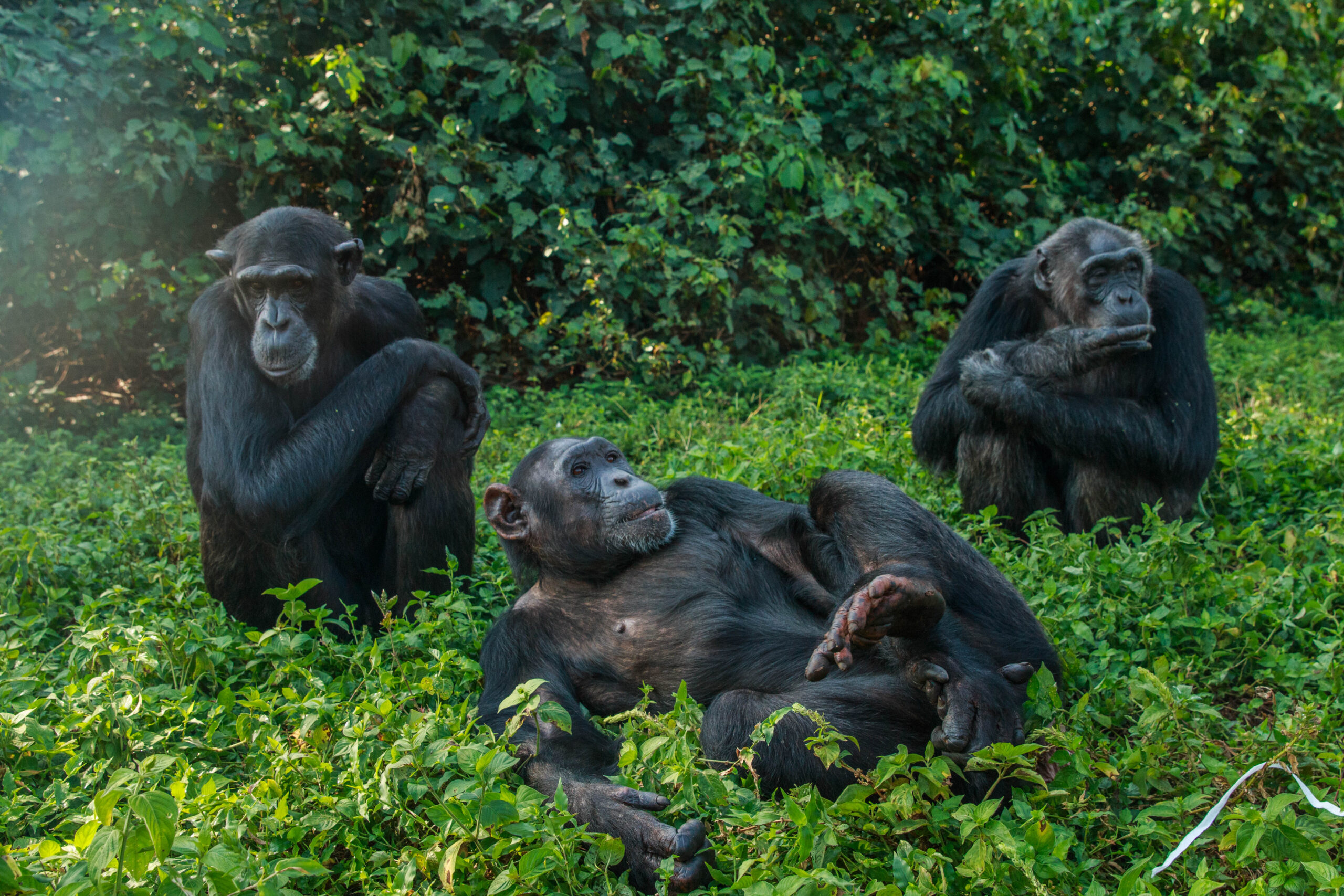 5 Reasons to Visit Ngamba Island